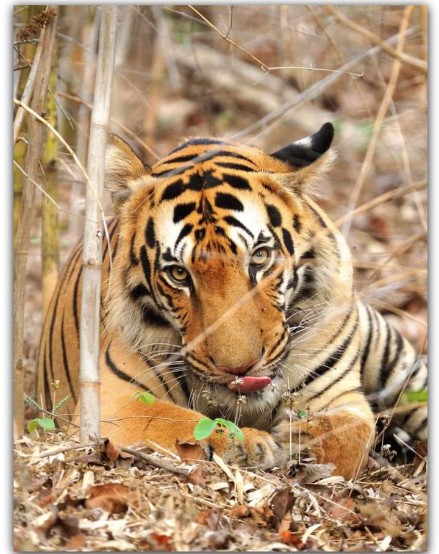 Forest wildlife near Tiger Trails Jungle Lodge Tadoba